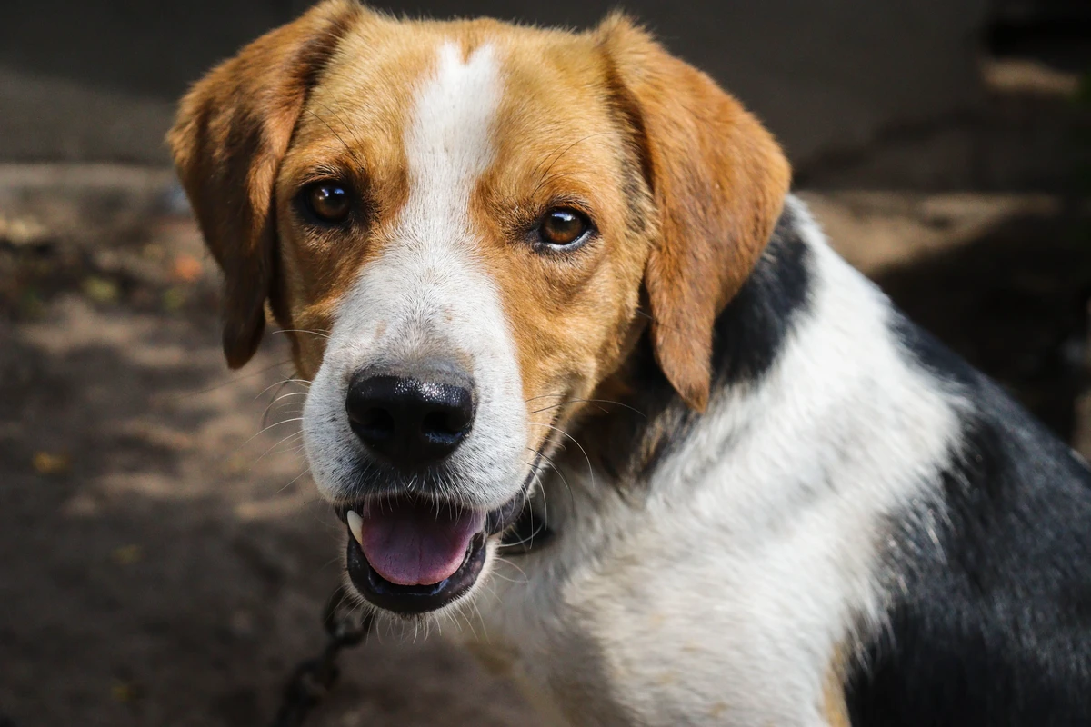 Beagle