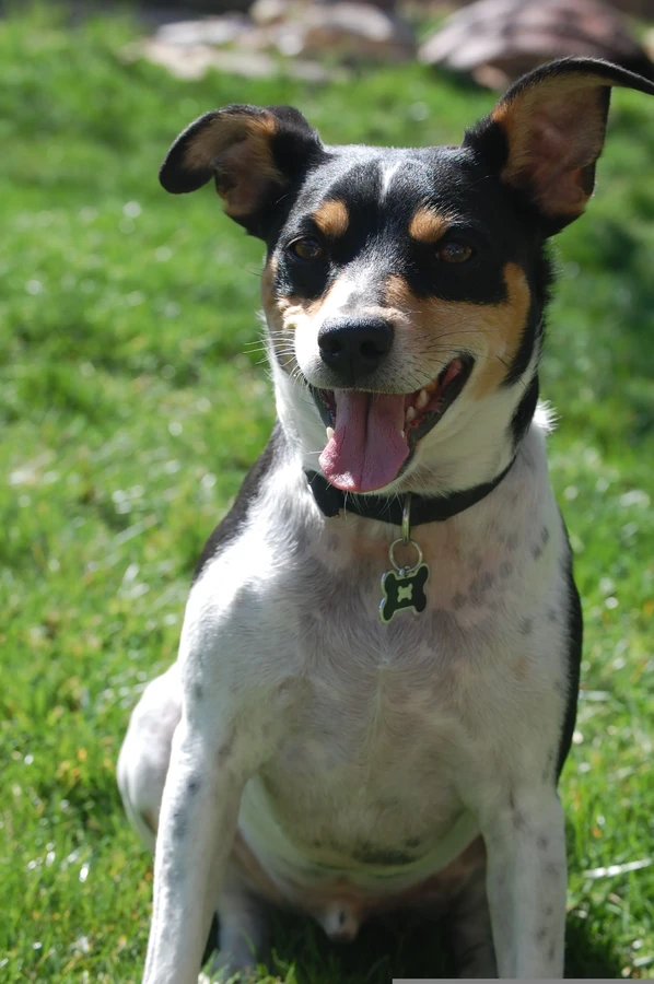 Rat Terrier