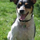 Terrier rata