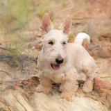 Terrier escocés