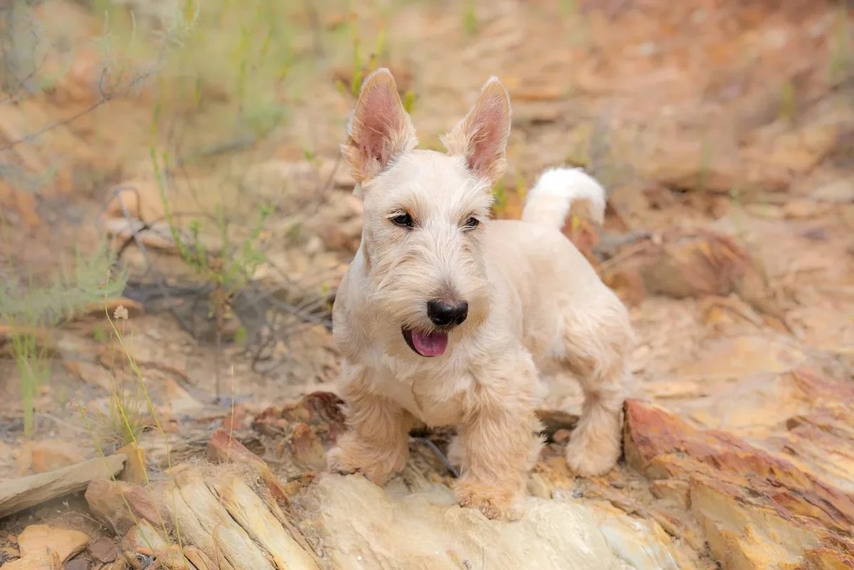 Scottish Terrier