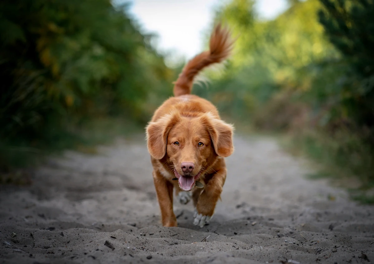 Nova Scotia Duck Tolling Retriever