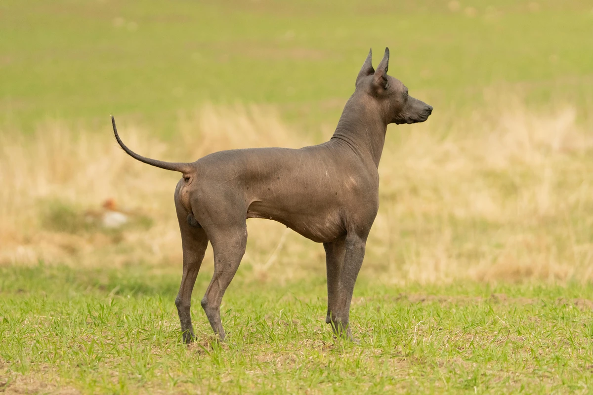 Xoloitzcuintli