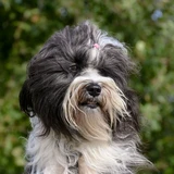 Tibetan Terrier