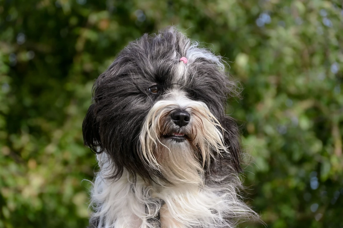 Tibetan Terrier