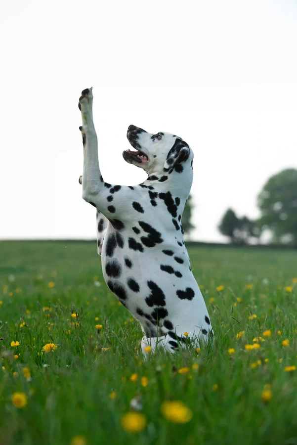 Dalmatian
