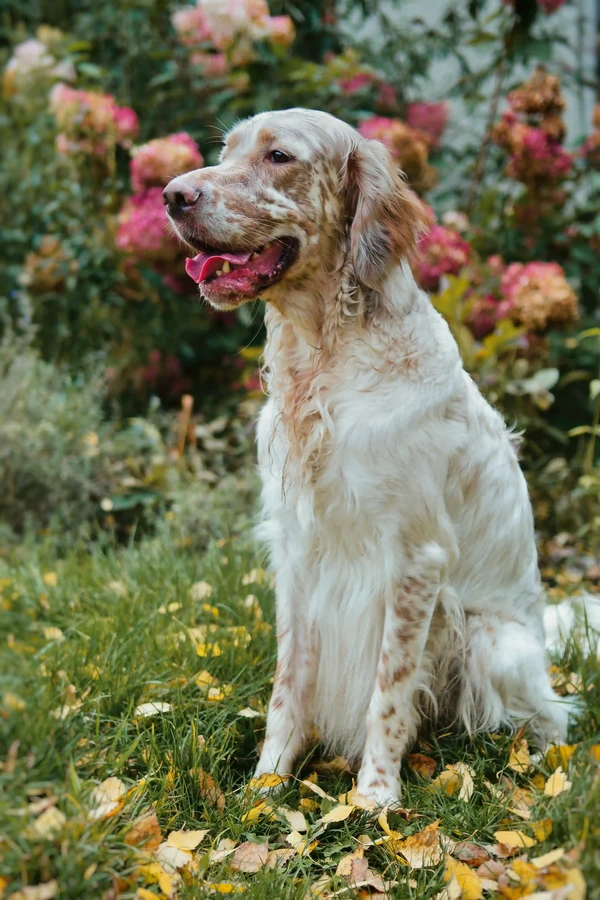 English Setter