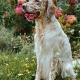 Setter inglés