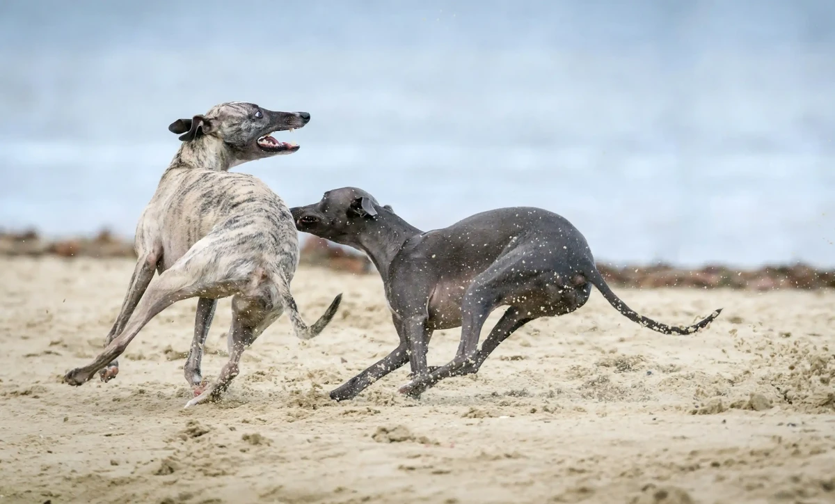 Italian Sighthound