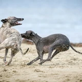 Galgo italiano