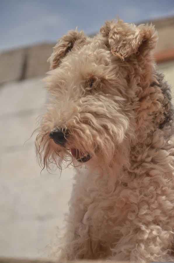 Airedale Terrier