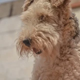 Terrier de Airedale