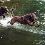 Chesapeake Bay Retriever