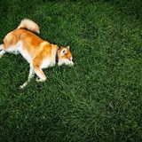 Akita