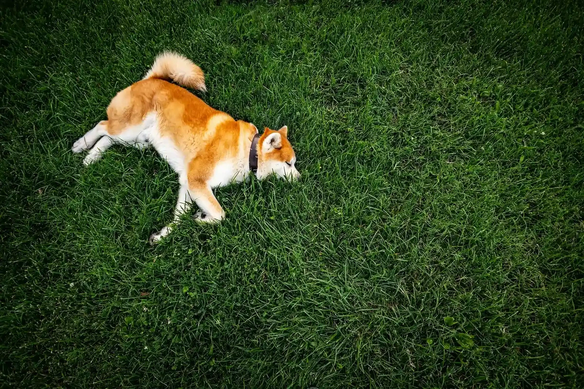 Akita