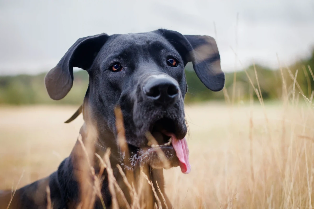 Great Dane