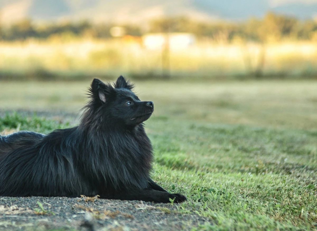 German Spitz