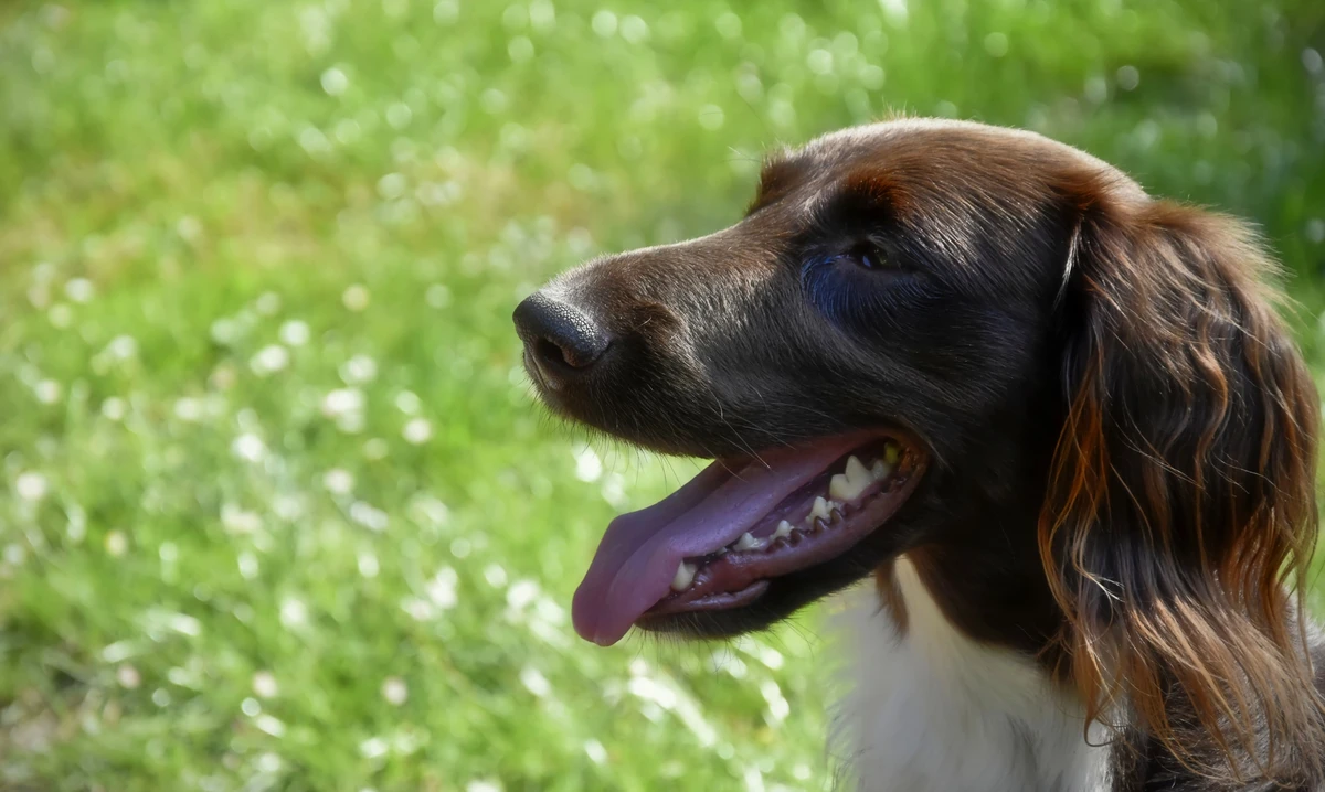 Kleiner Münsterländer