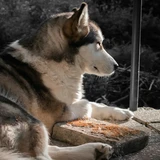 Malamute de Alaska