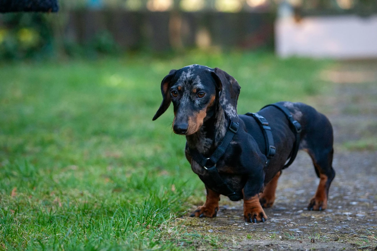 Dachshund