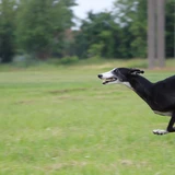 Spanish Greyhound