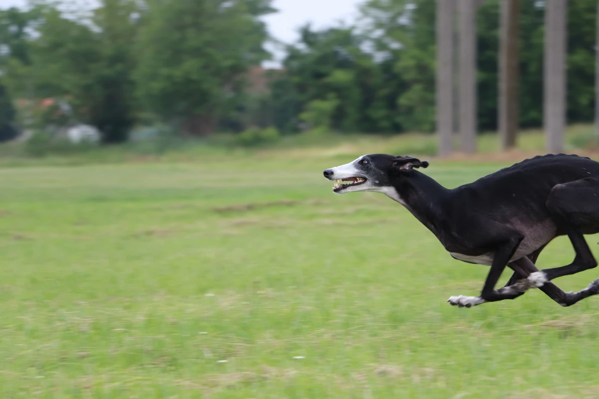 Spanish Greyhound