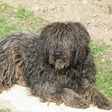 Puli