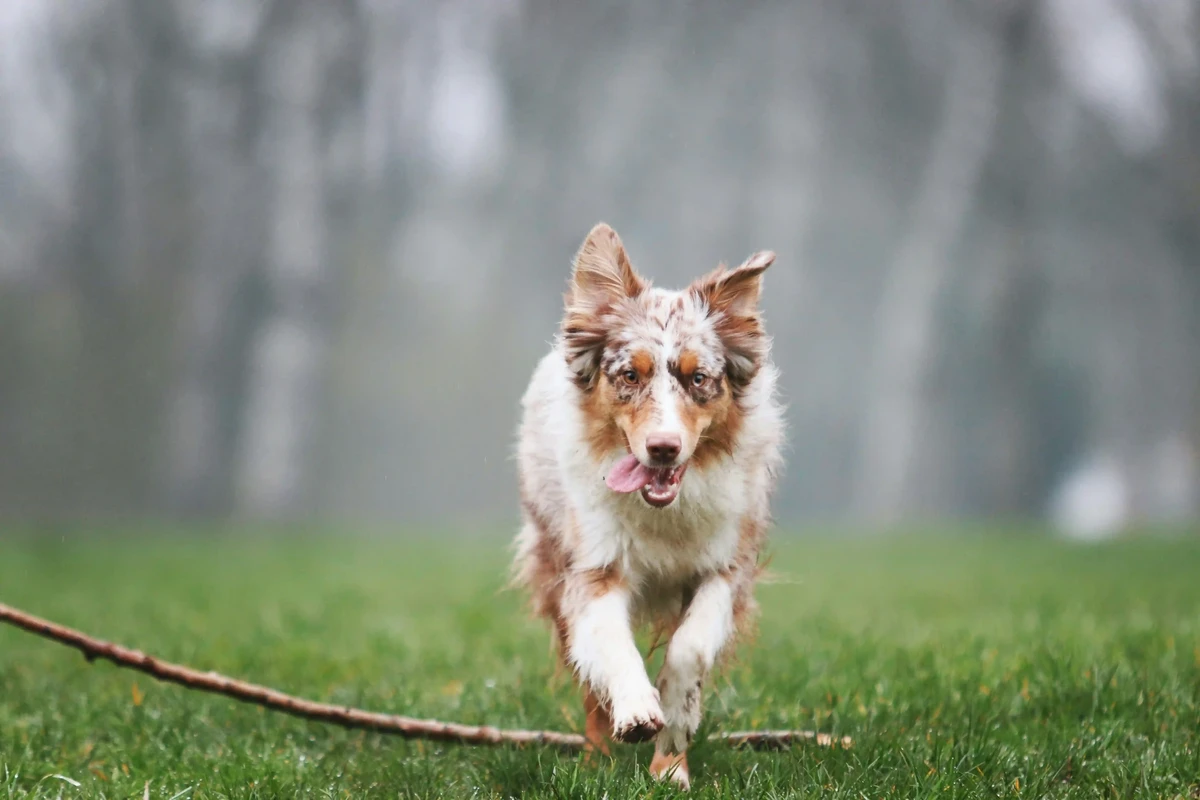Australian Shepherd