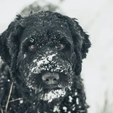 Portugiesischer Wasserhund