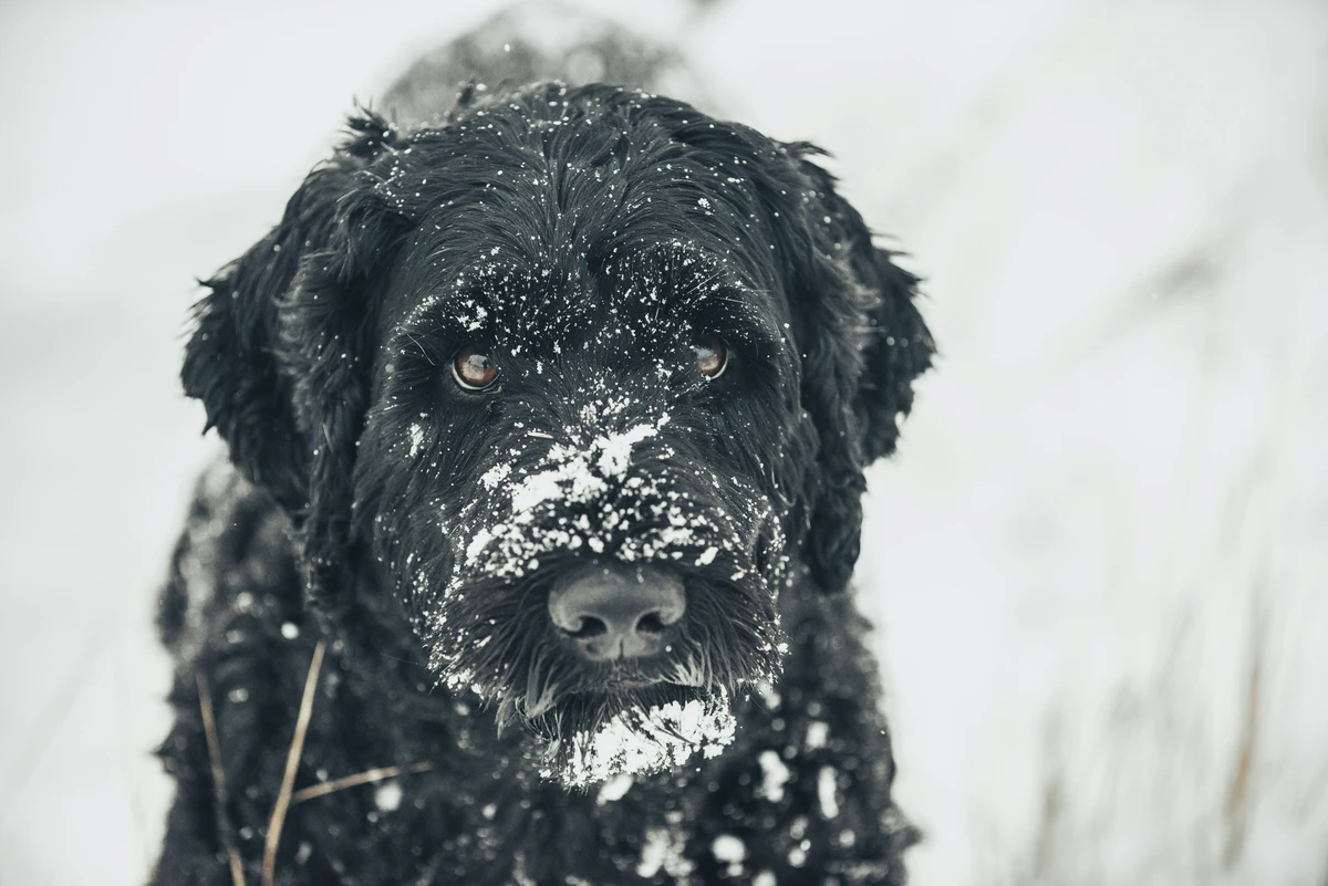 Portugiesischer Wasserhund