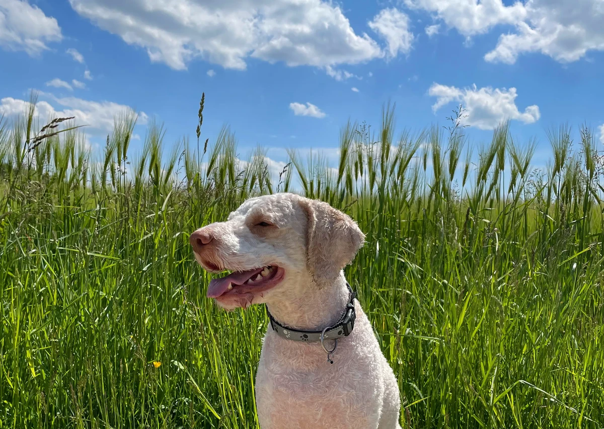Romagna Water Dog
