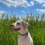 Perro de agua de la Romaña