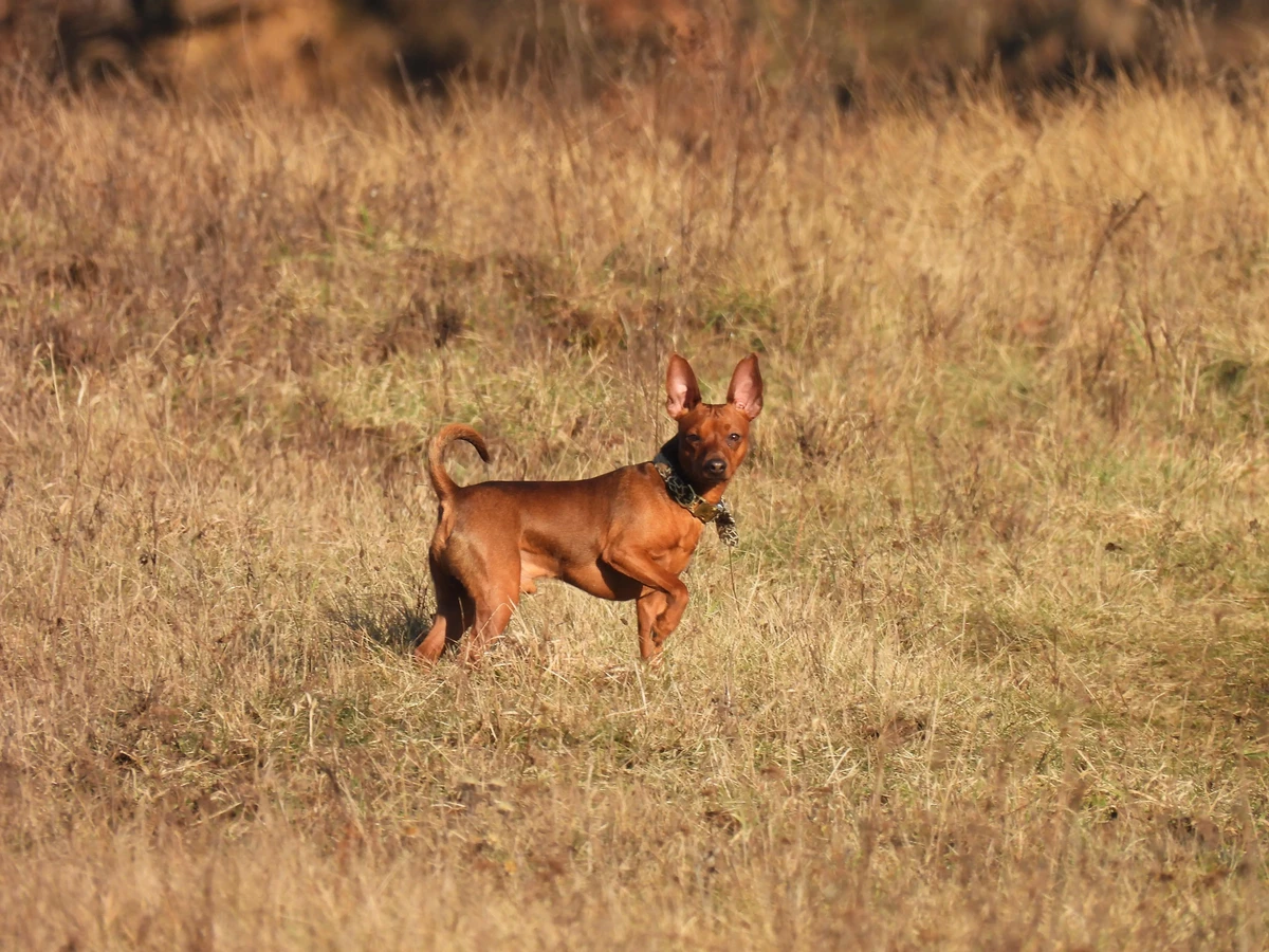 Zwergpinscher