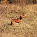 Zwergpinscher