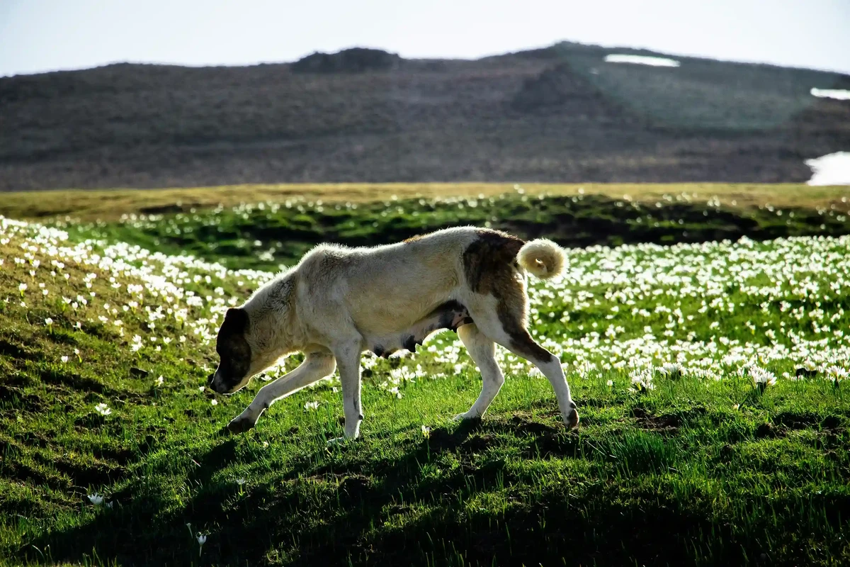Anatolian Shepherd Dog