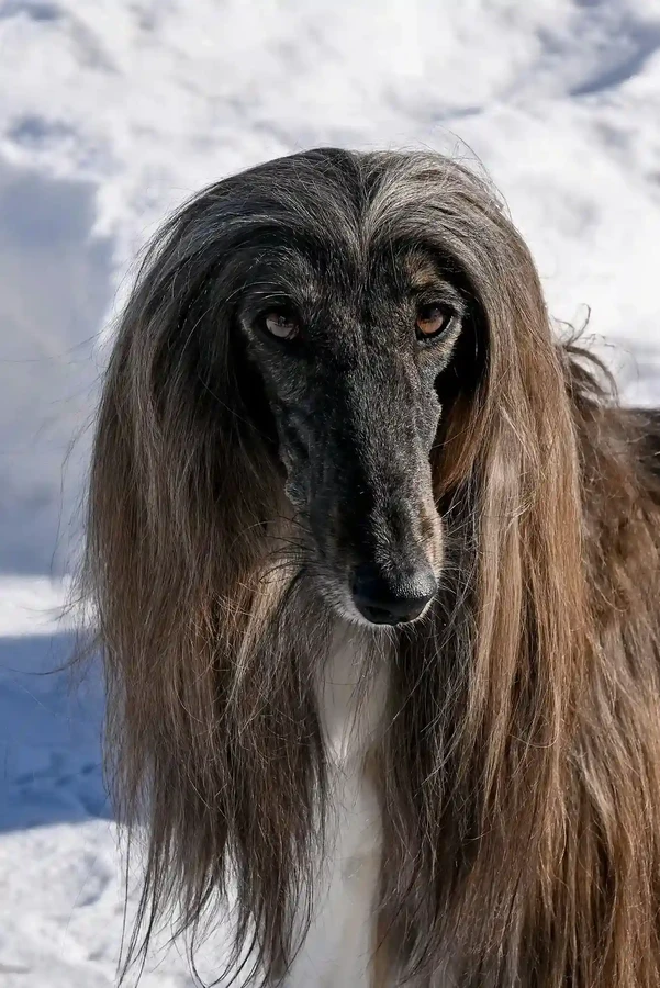 Afghan Hound
