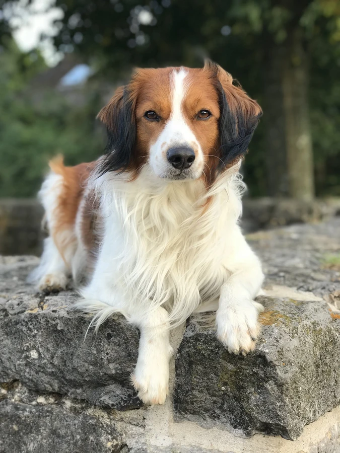 Nederlandse Kooikerhondje