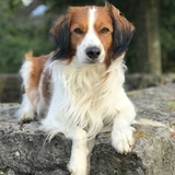 Kooikerhondje neerlandés