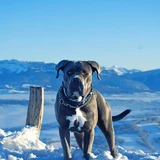 Cane corso