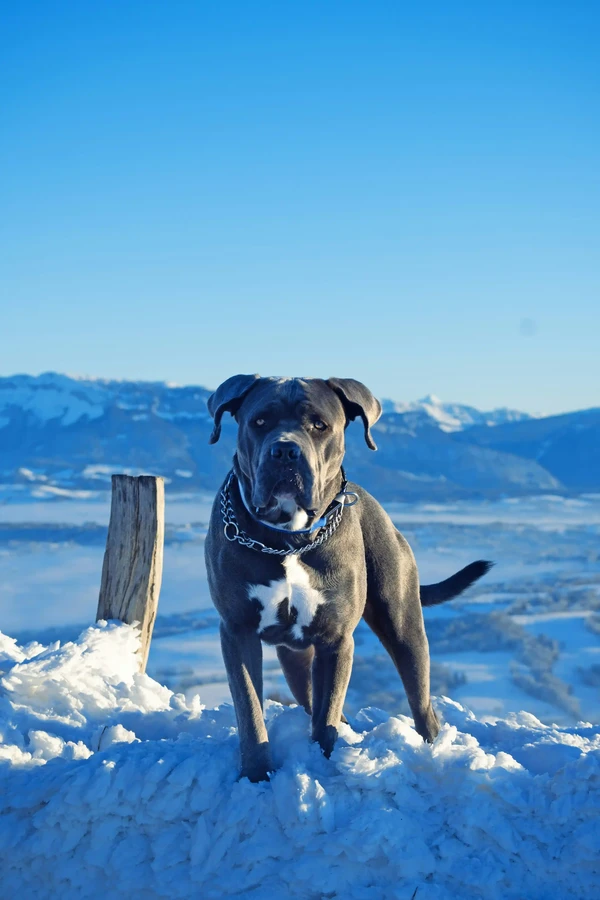 Italian Cane Corso