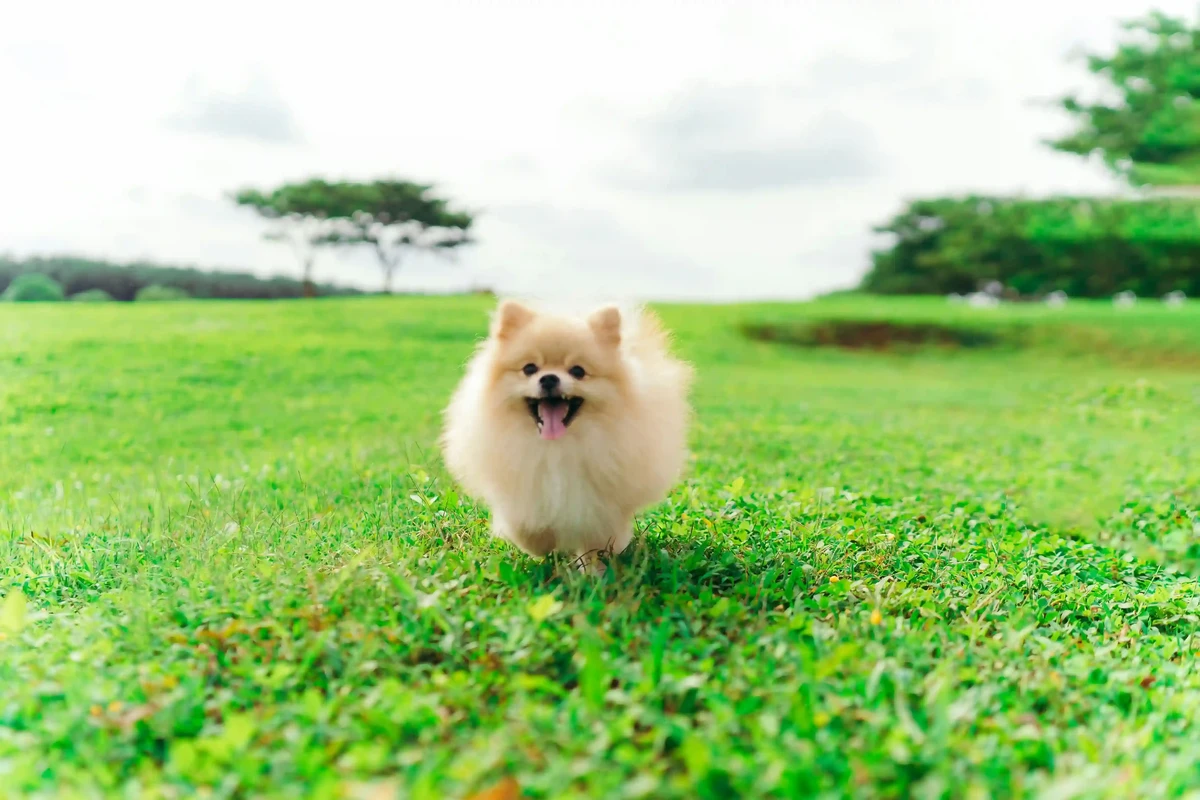 Pomeranian