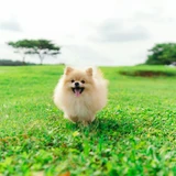 Pomerania