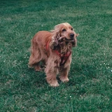 Cocker spaniel americano