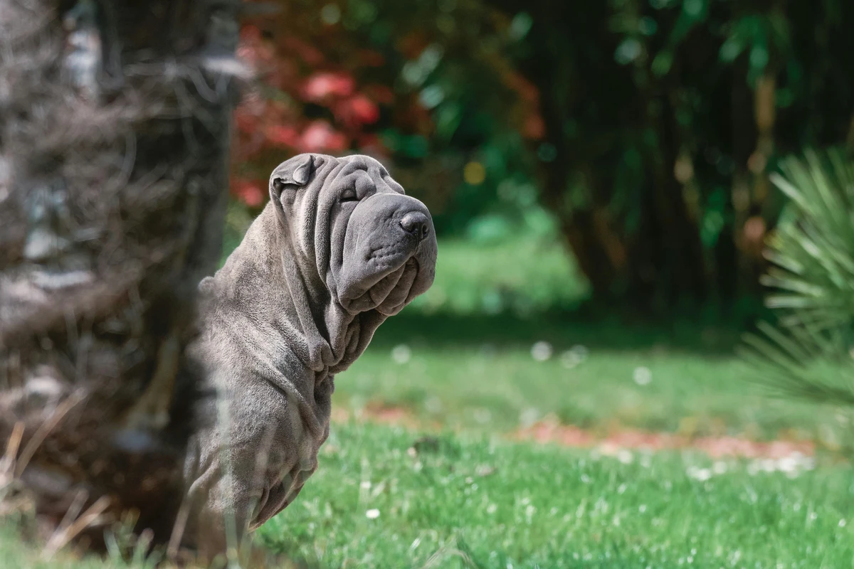 Shar Pei