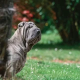 Shar pei