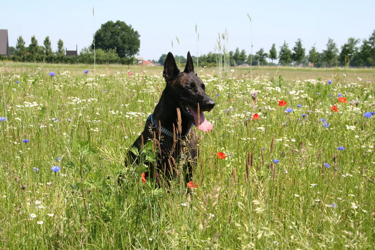Dutch Shepherd Dog