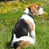 Coonhound treeing walker