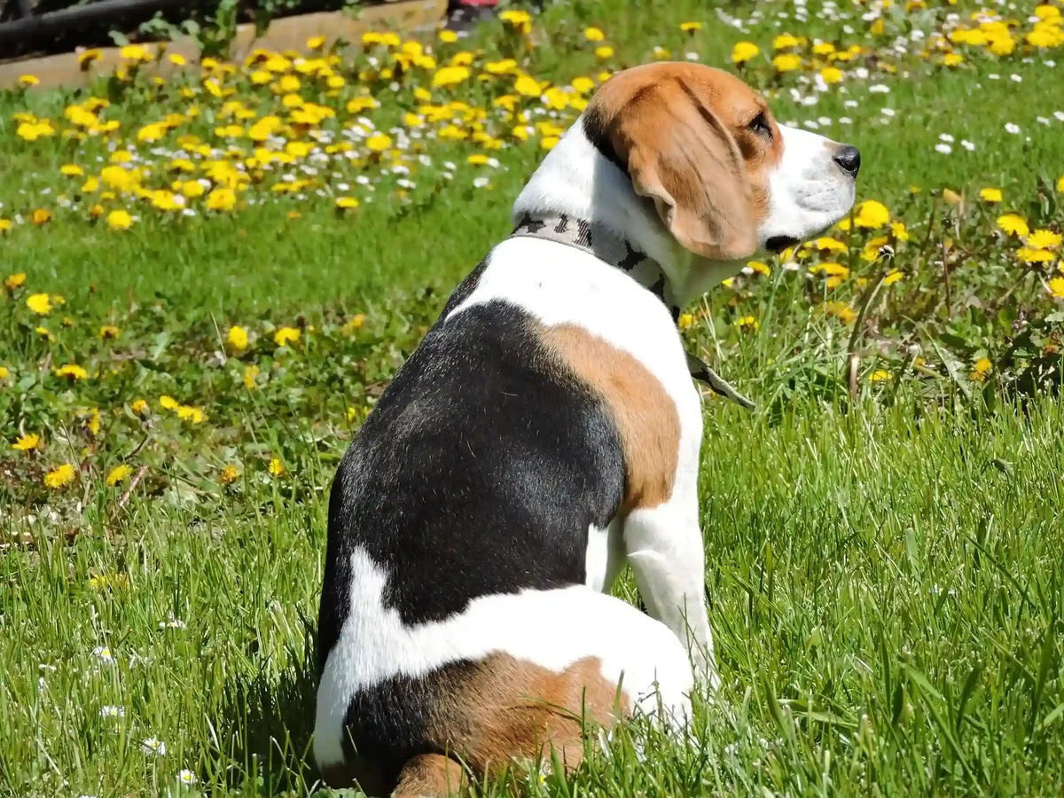 Treeing Walker Coonhound
