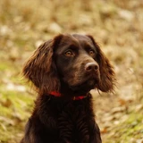 German Spaniel
