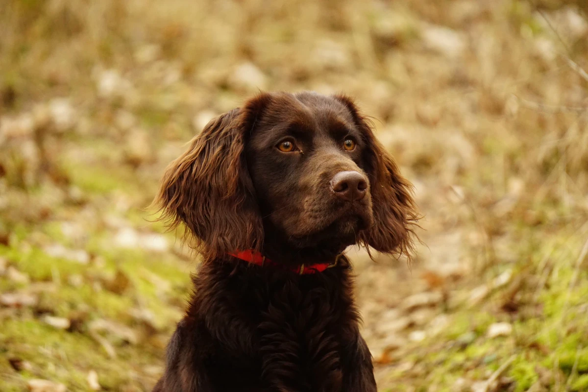 German Spaniel